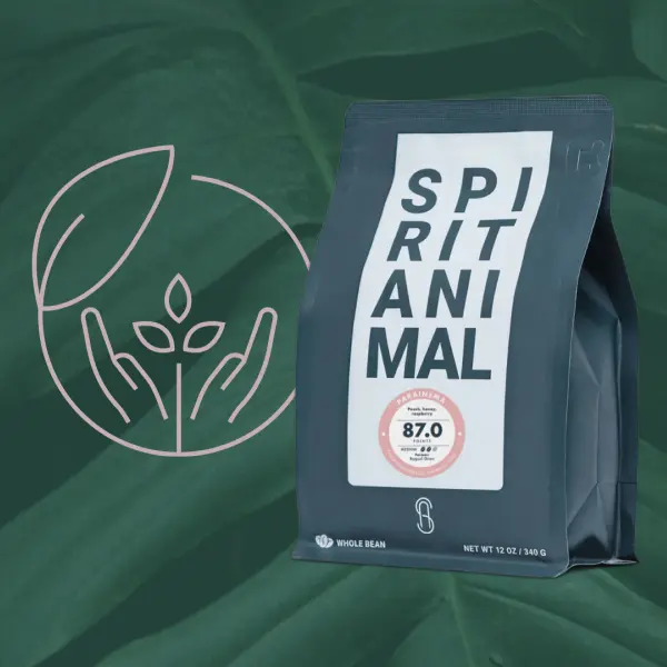 6 Best Ethical and Sustainable Coffee Companies