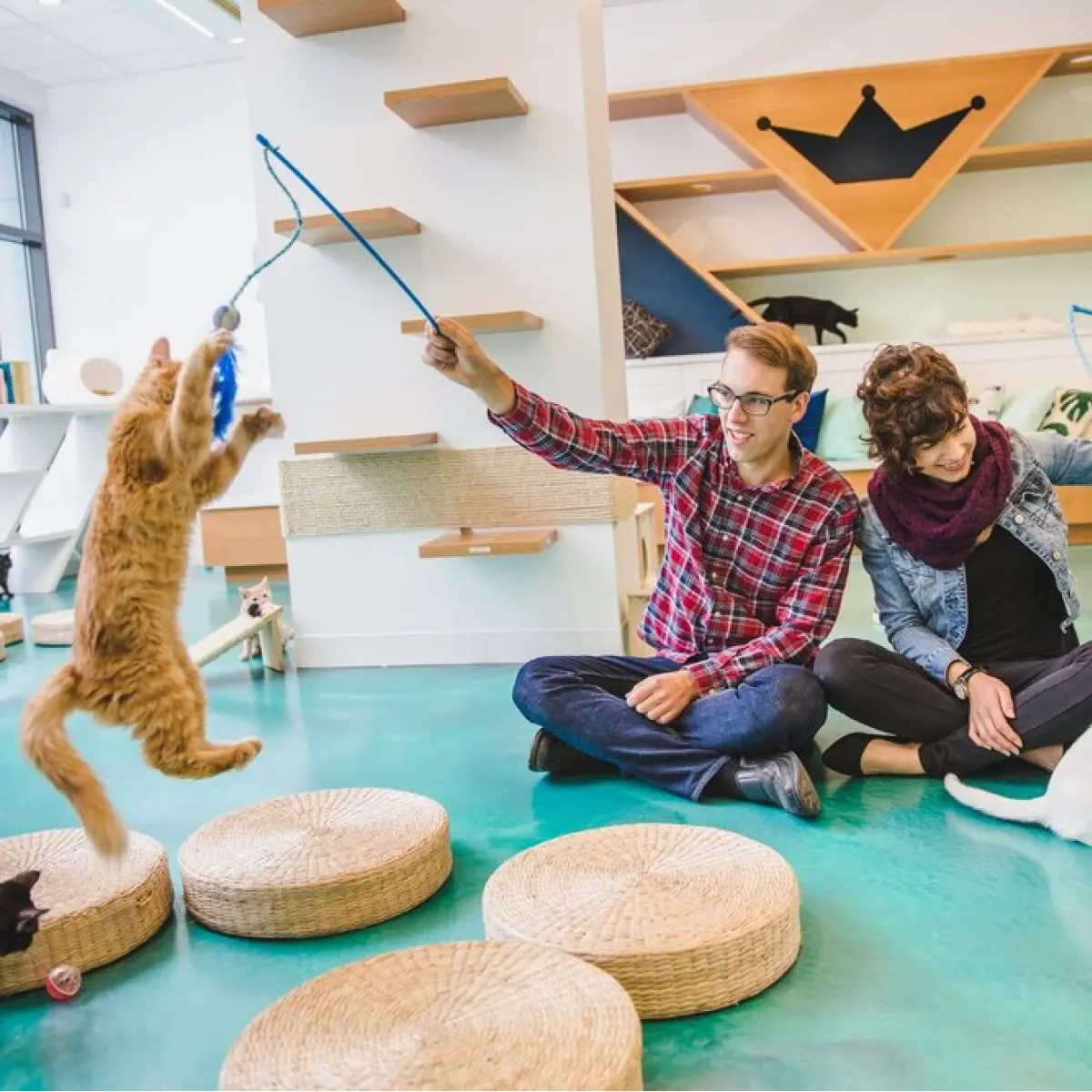 Calgary's Cat Cafes Where To Find Them