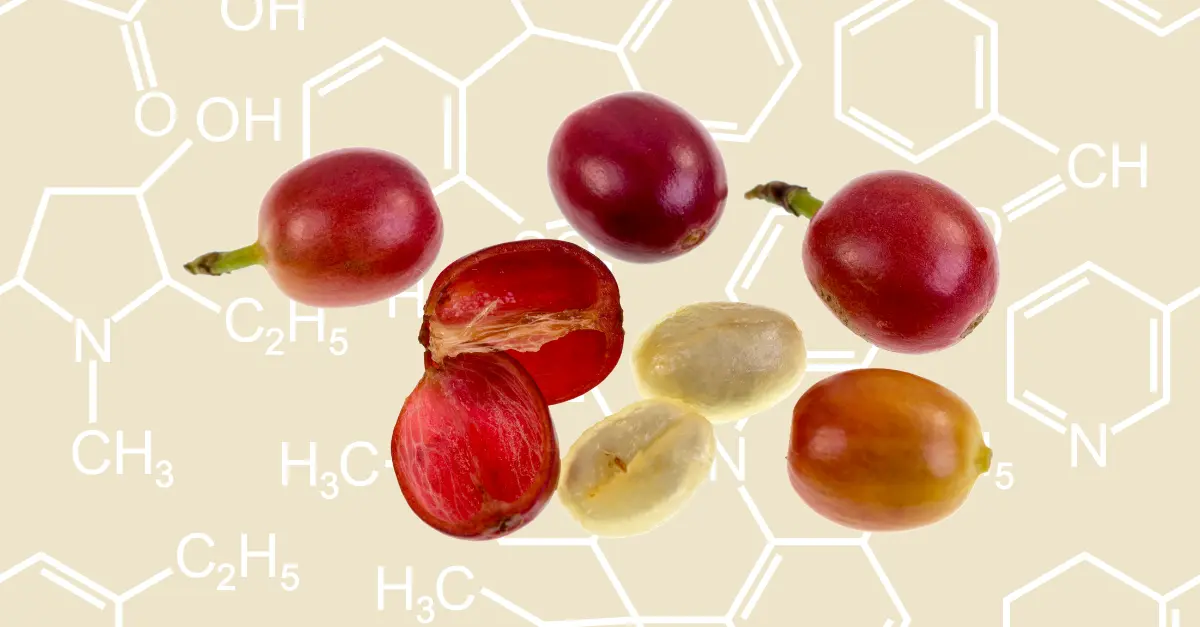 Coffee Bean Anatomy A Scientific Guide