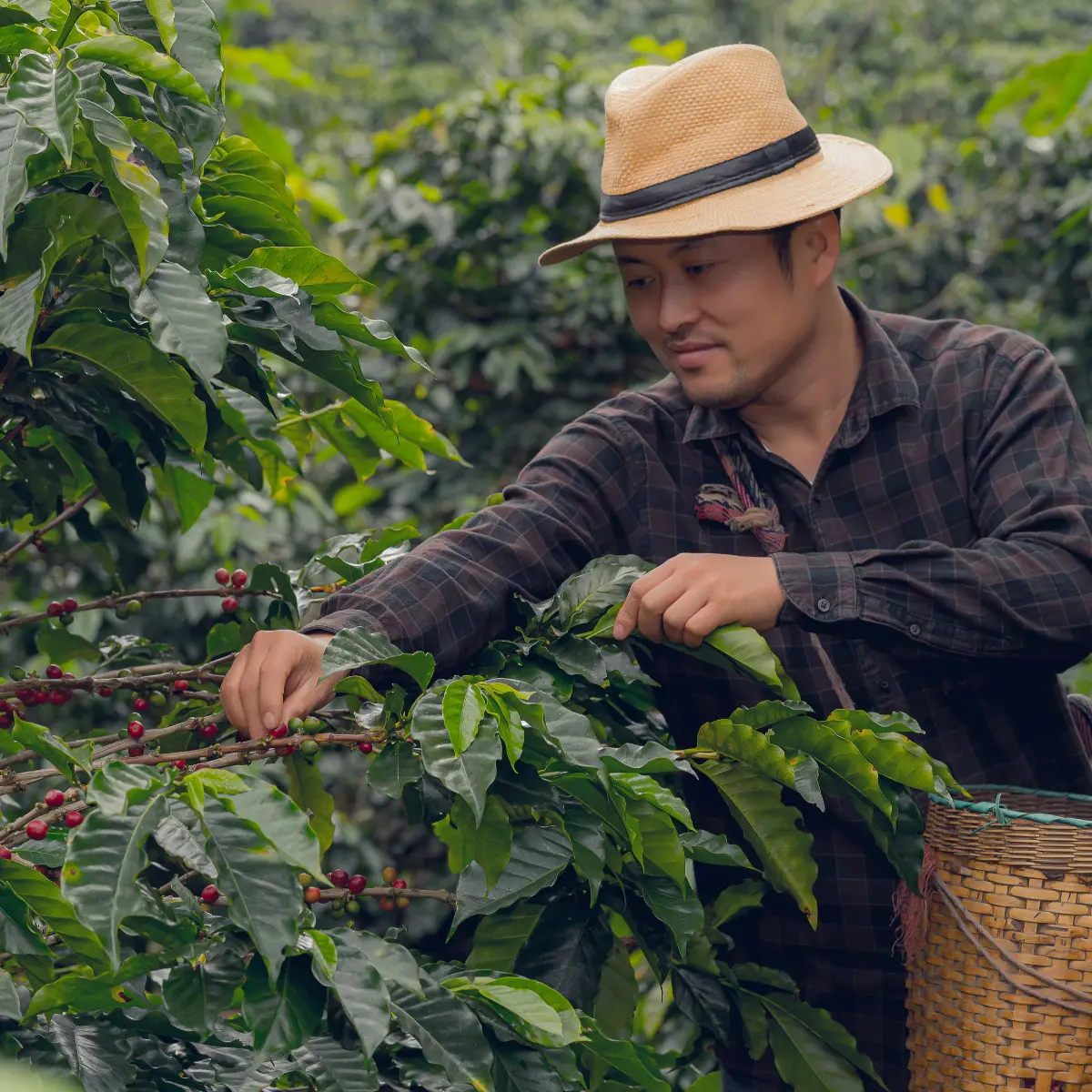 10 Best Panama Coffee Demystifying the World's Most Expensive Coffee