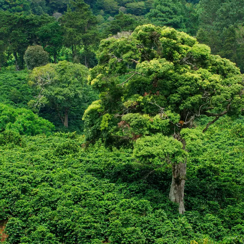 10 Best Panama Coffee Demystifying the World's Most Expensive Coffee