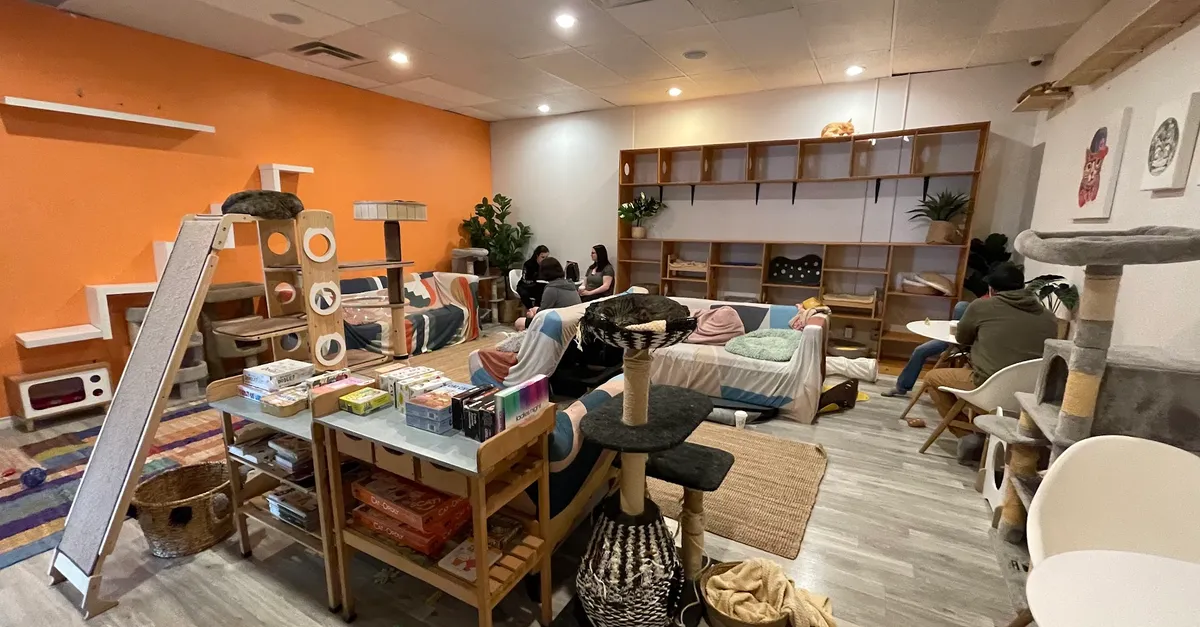 Visit Edmonton's Cat Cafe A Cozy Coffee & Cat Haven