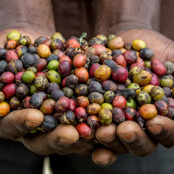 11 Best East African Coffee Africa’s Prized Coffee