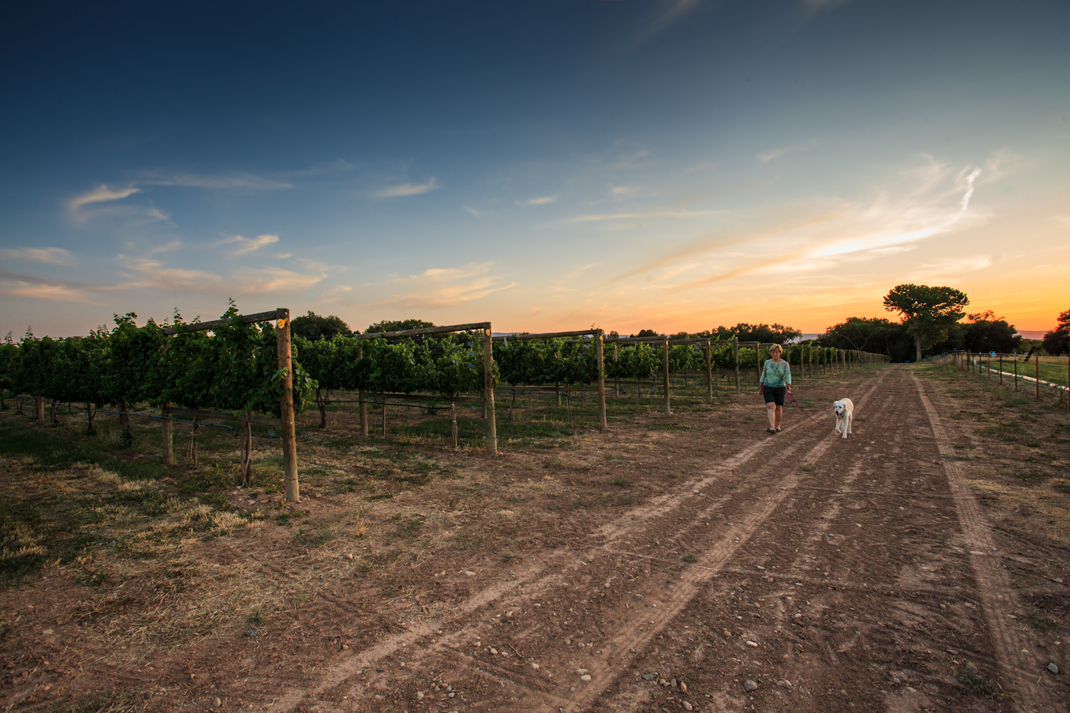 A woman walking her dog in a vineyard at sunset.