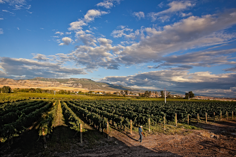 A vineyard showing grapes on vines with blue skies and mountains in the background.