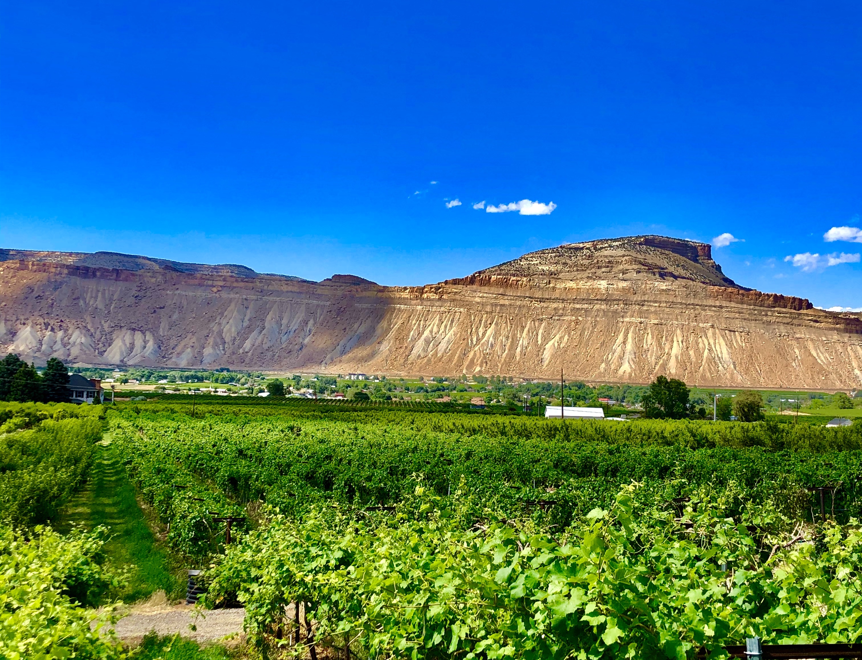 A vineyard showing grapes on vines with blue skies and Mt. Garfield in the background.