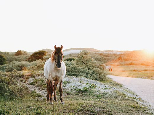 horse standing on grass