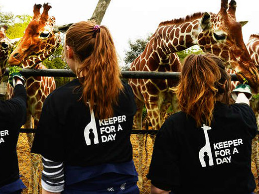 feeding the giraffes at london zoo fun