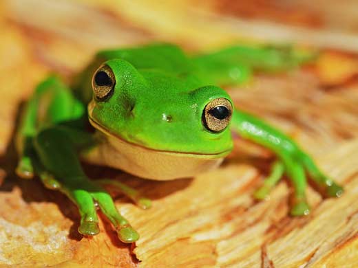 green frog