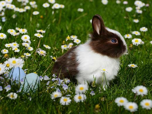 Bunny - Peter Piper
