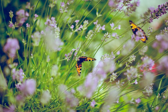 London Parks Bugs
