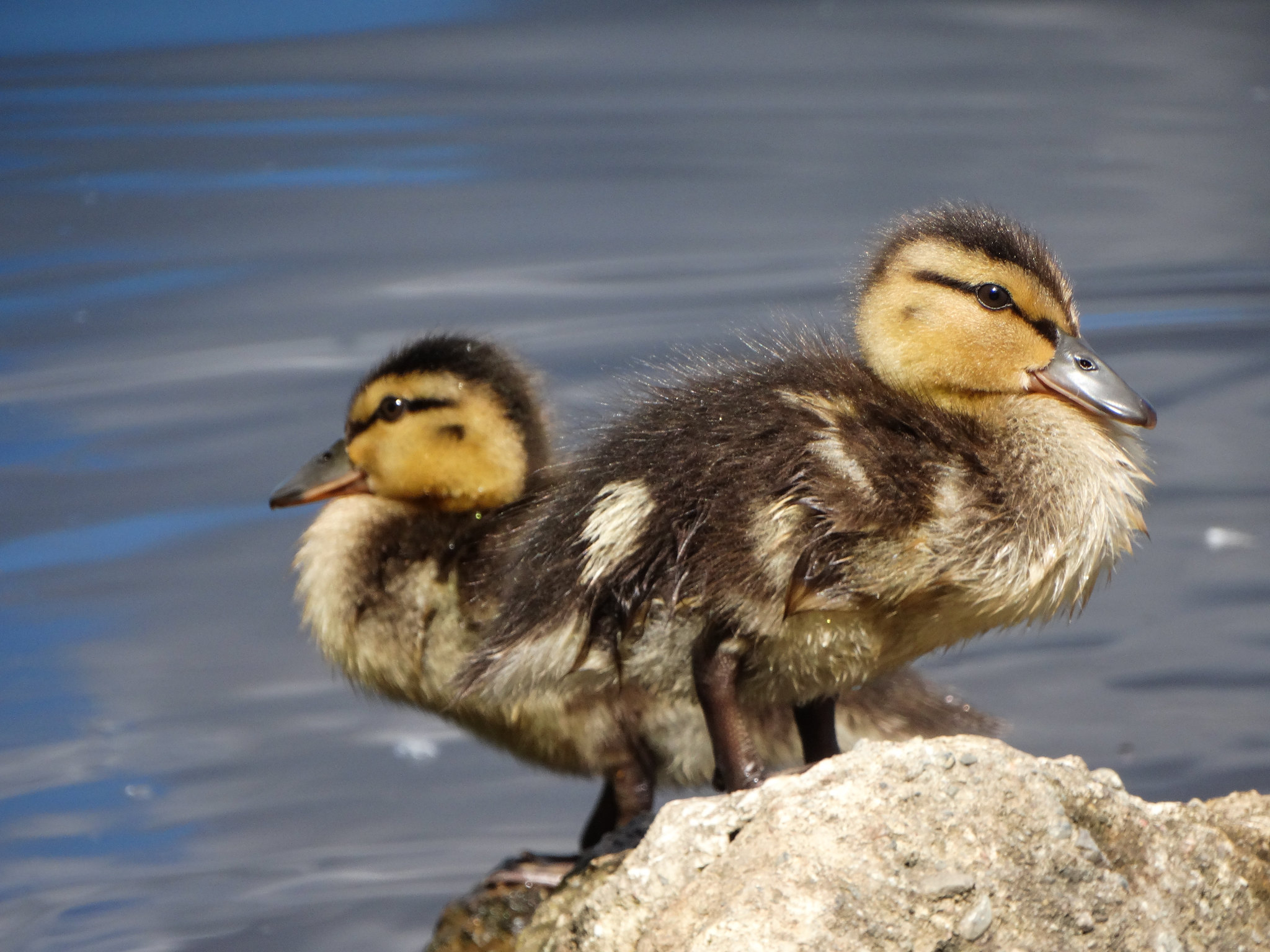 Top Country Parks In Kent Near Me