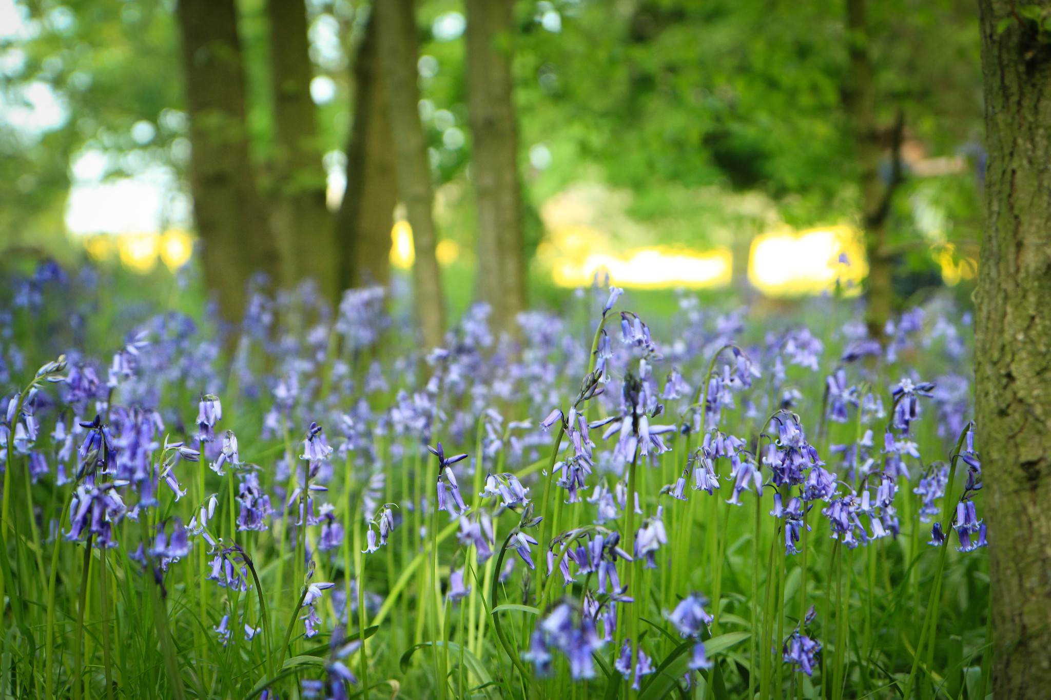 Top Country Parks In Kent Near Me