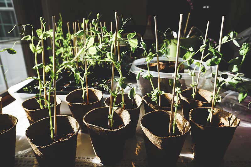 Indoor garden for teens