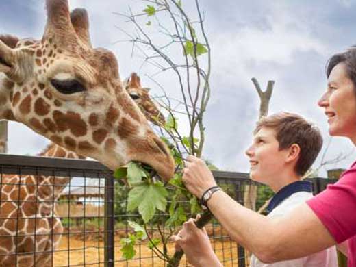 feeding time at the zoo ZSL kids day out in london