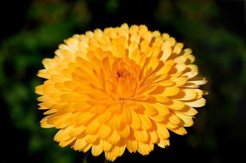 Mexican Marigolds