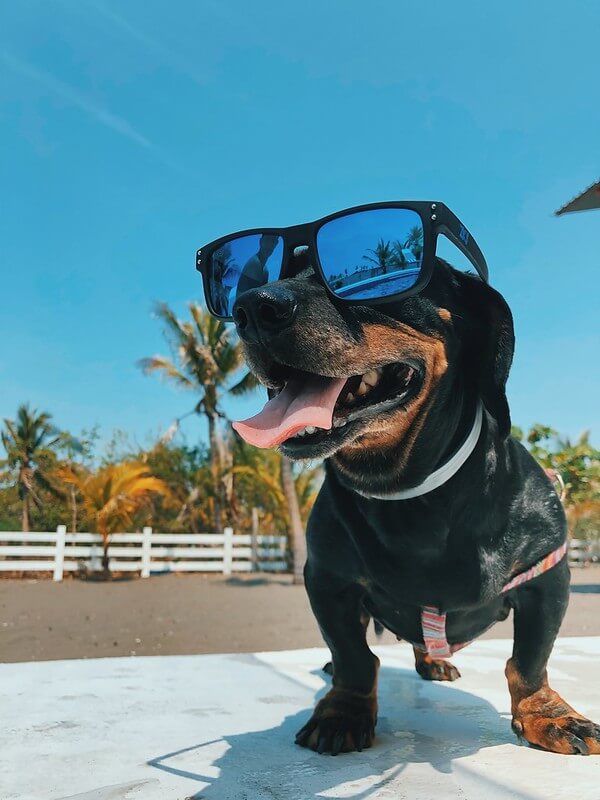 Hot Dog Seaside Jokes