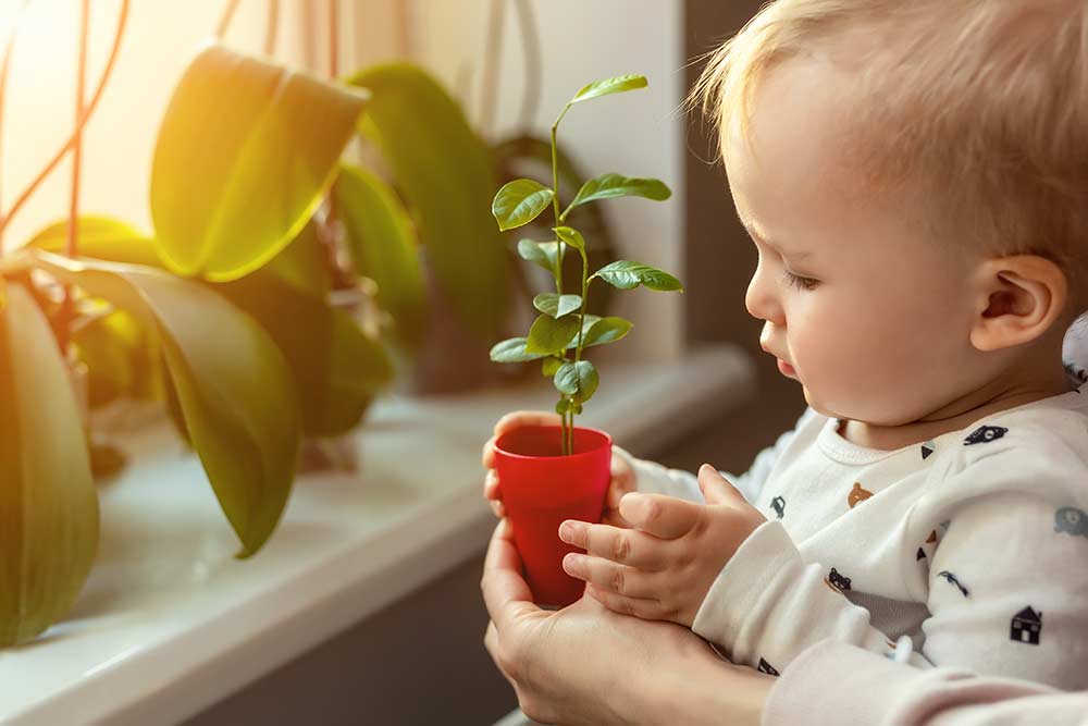 toddler holding baby plant