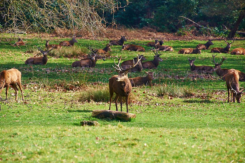 Richmond Park