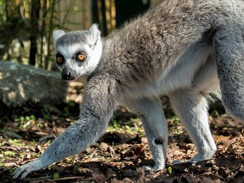 Lemur At Marwell Zoo