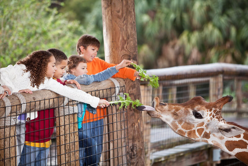 Kids Feeding A Giraffe Greens