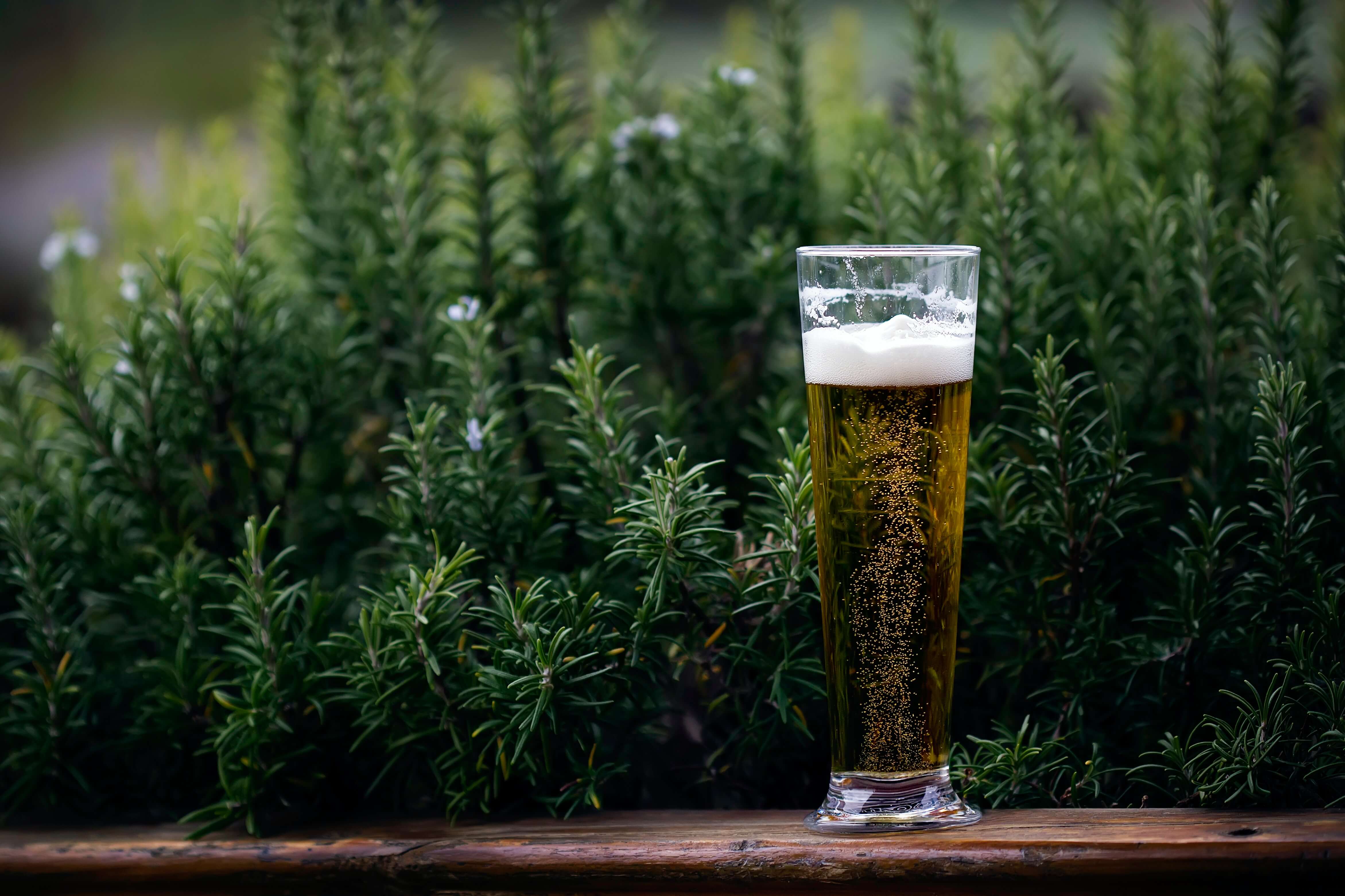 Cold Glass Of Beer By Some Plants