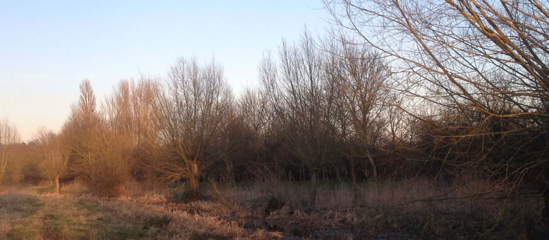 Maidenhead and Cookham Commons