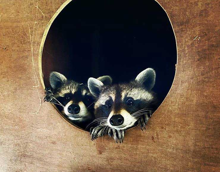 animals at chessington