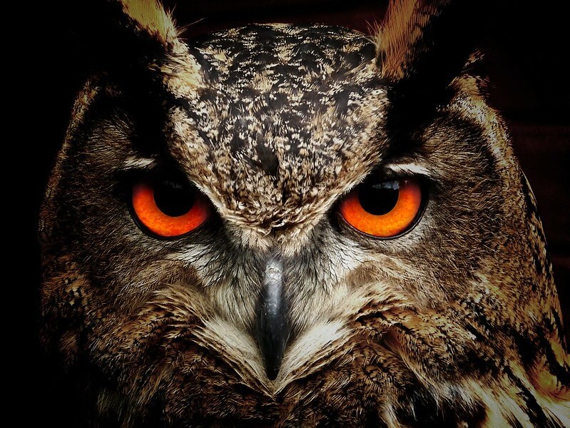 Owl Puns