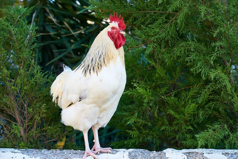 Chicken puns