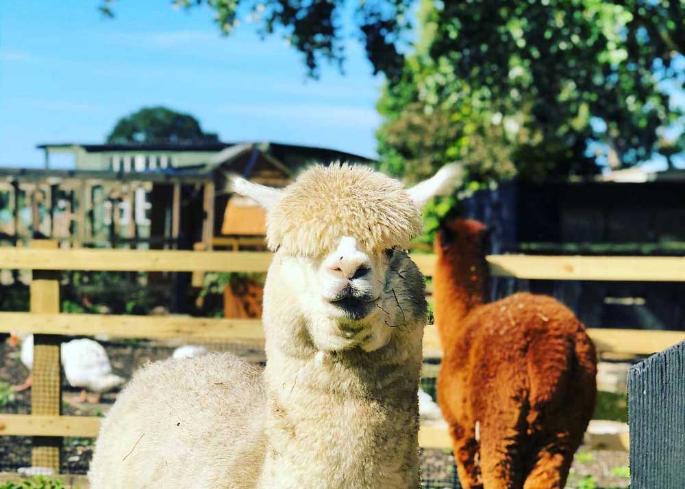 Farm animals at Aldenham Country Park.