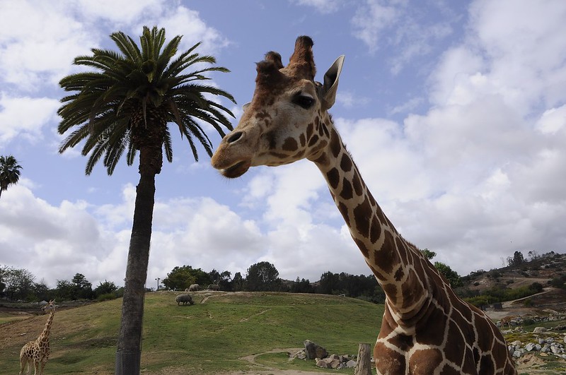 Giraffe Jokes
