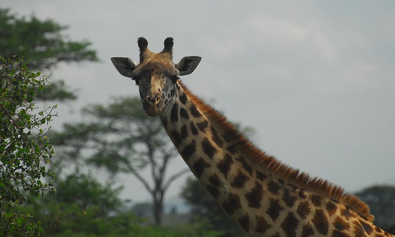 Giraffe Jokes