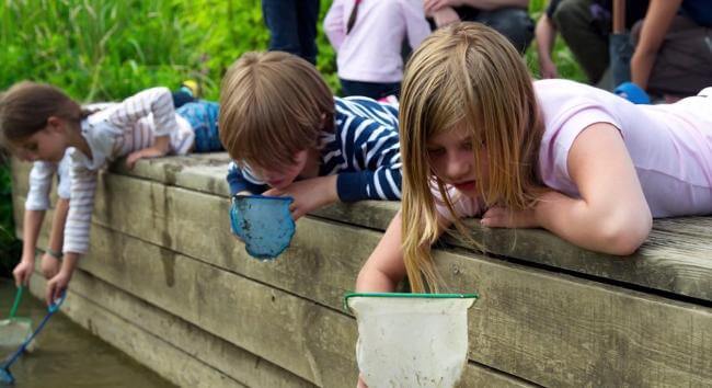 Finding froggy friends at Greenwich Peninsular Ecology Park