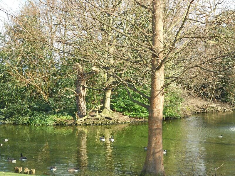 There's plenty of wildlife to see in Springfield Park, East London