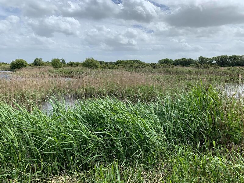 Bleadon Levels Nature Reserve, one of the best days out in weston super mare