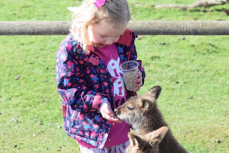 Petting zoo party ideas for 10 year olds