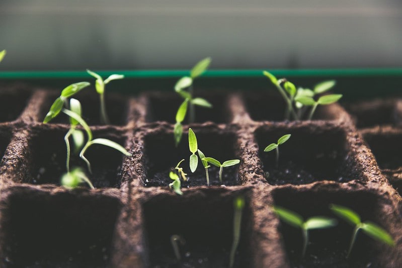 planter, der vokser i vindueskarmen eksperiment for at finde ud af, hvordan blade hjælper planter
