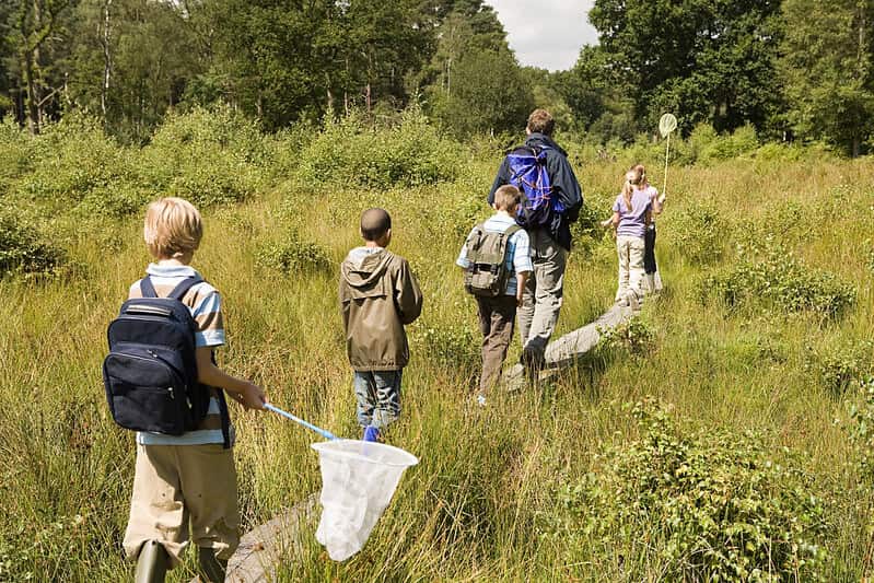 A family goes through tall grass with a net to look for minibeasts.
