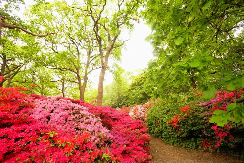 Beautiful flowers in Richmond Park.