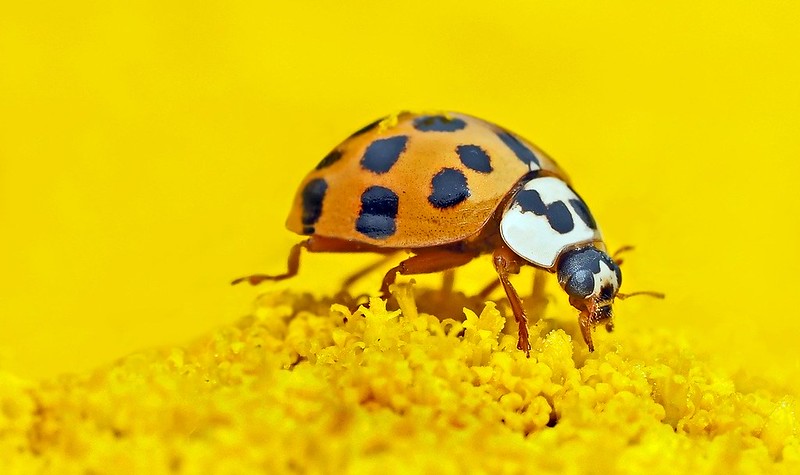 Close up of an orange ladybird on a yellow background, on a yellow flower
