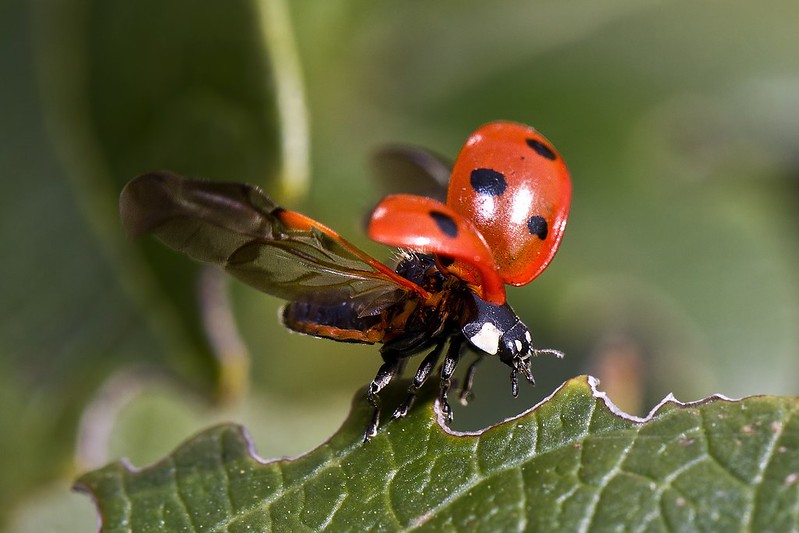 Close up of a ladybird taking flight from a leaf