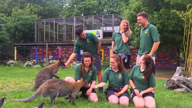 Zookeepers at Battersea Zoo feeding kangeroos