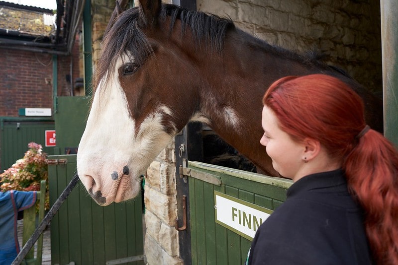 Horse at the stables at the National Coal Mining Museum.