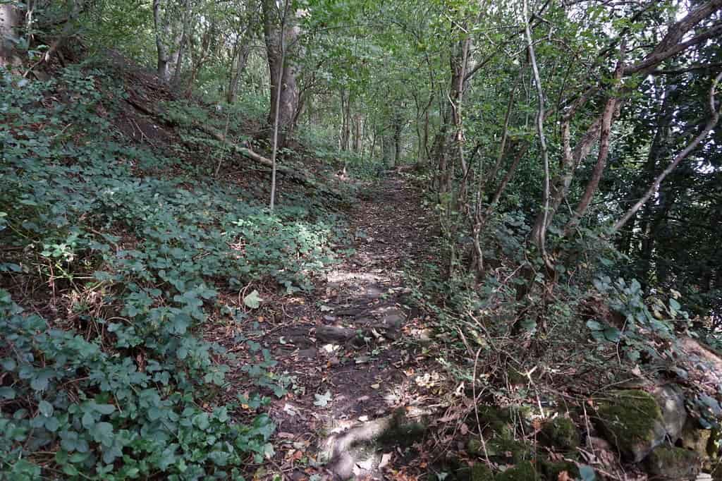 Walking path through the forest-like Beaumont Park.