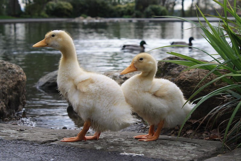 Two young ducks by the pond at Greenhead Park, Huddersfield.