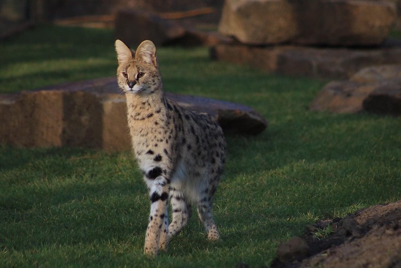 A serval - one of the exotic animals at Ponderosa Zoo.