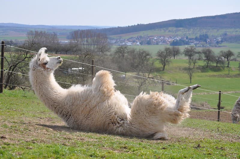 picture Llama Jokes Birthday 40 best llama jokes that wool make