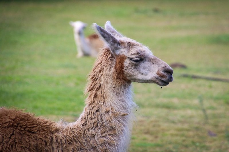 Llama in a field looking out into the distance.