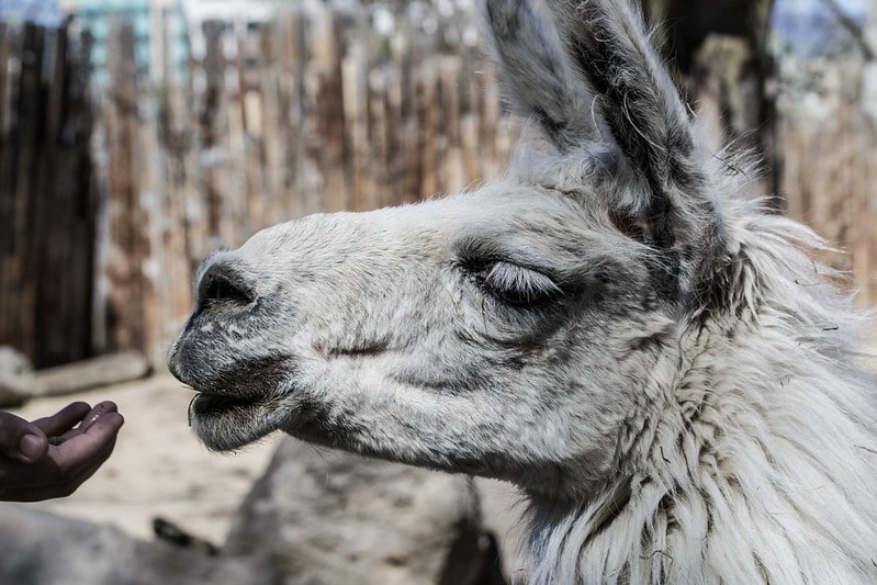 Llama trying to eat food from an outstretched hand.